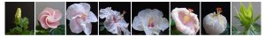 Hibiscus_Flower's_Life_Cycle_Stages