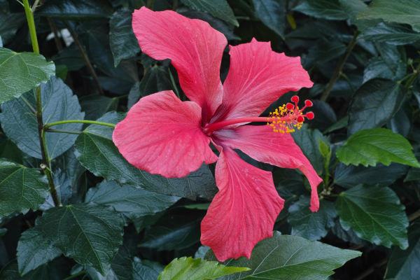 Hibiscus_rosa-sinensis_flower
