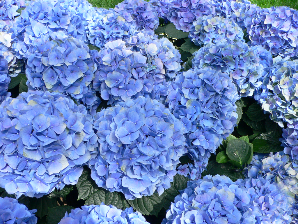 Hydrangea macrophylla_-_Hortensia_hydrangea