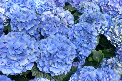 Hydrangea macrophylla_-_Hortensia_hydrangea