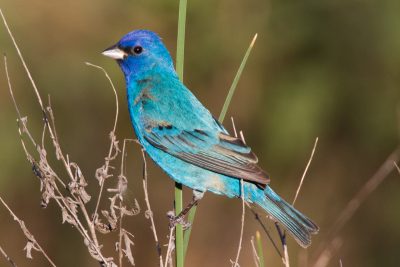 Indigo Bunting