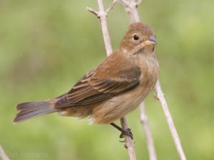 Indigo Bunting Female