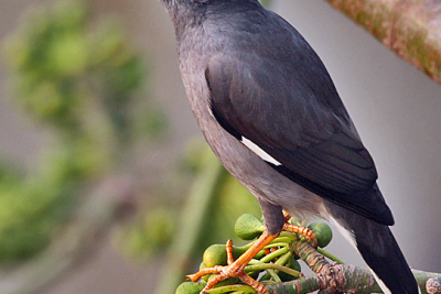 Jungle Myna