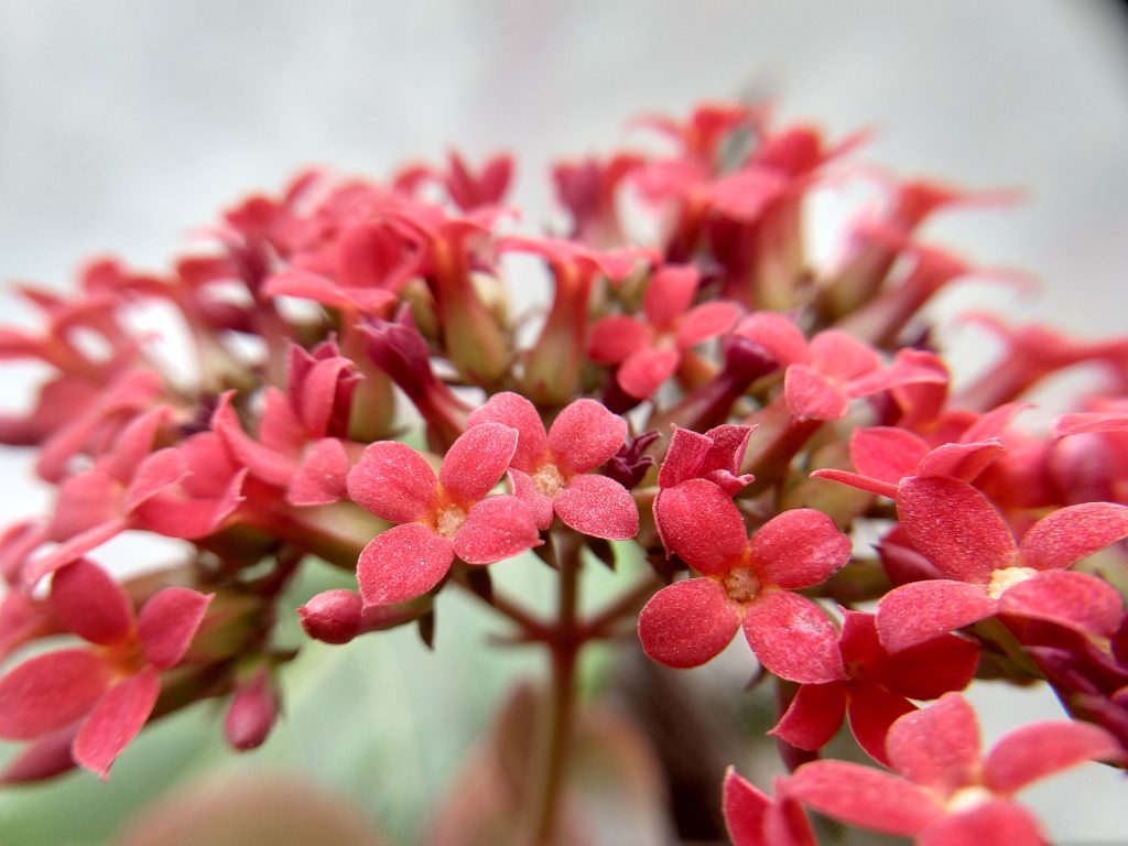 Florist Kalanchoe