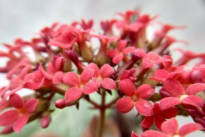 Florist Kalanchoe