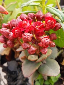 Kalanchoe_blossfeldiana_Plant