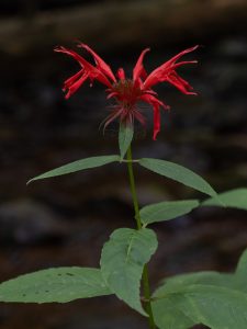 Monarda_didyma_inflorescence