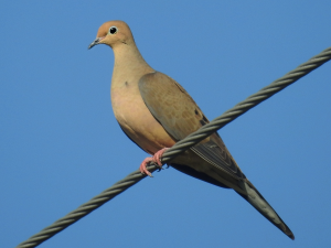 Mourning_Dove