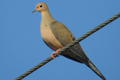 Mourning_Dove