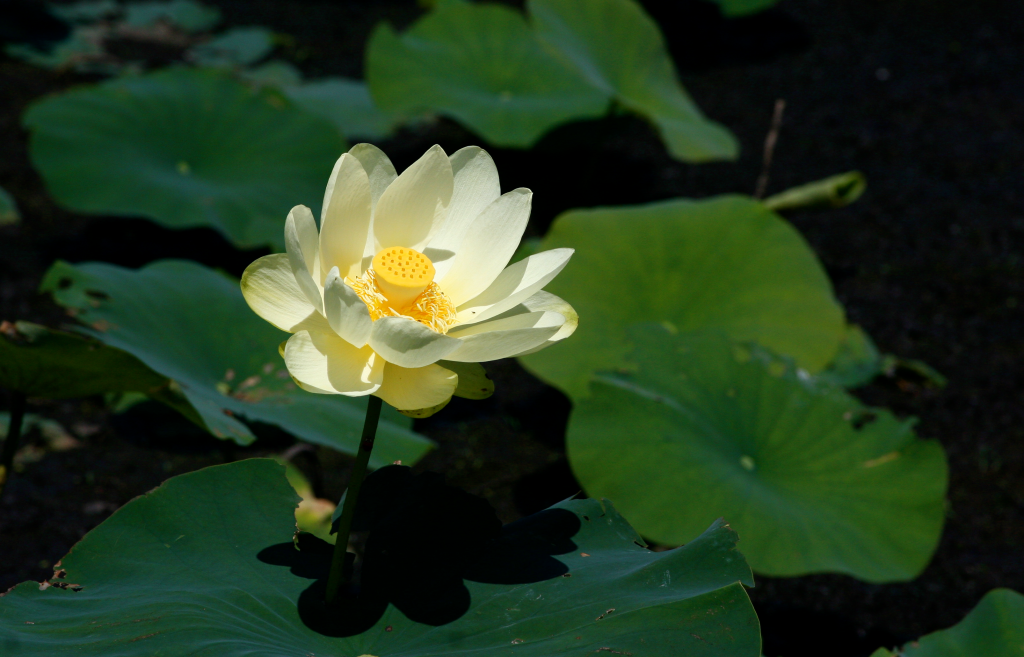 Nelumbo_lutea