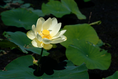 Nelumbo_lutea