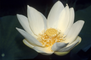 American Yellow Lotus_Nelumbo_lutea_blossom