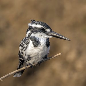 Pied_kingfisher_(Ceryle_rudis_leucomelanurus)_female