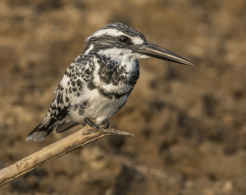 Pied_kingfisher_(Ceryle_rudis_leucomelanurus)_male