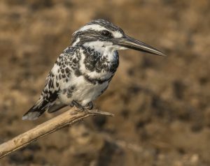 Pied_kingfisher_(Ceryle_rudis_leucomelanurus)_male