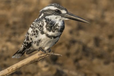 Pied_kingfisher_(Ceryle_rudis_leucomelanurus)_male