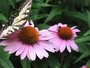 Purple-Coneflower