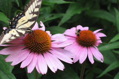 Purple-Coneflower