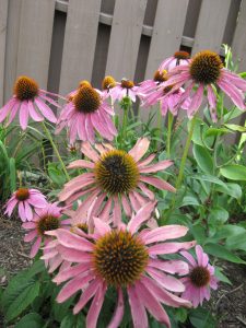 Purple Coneflower_Echinacea purpurea