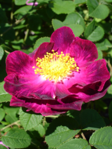 Rosa Hybrid Gallica 'Alain Blanchard'