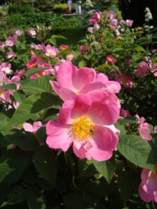 Rosa 'Complicata'
