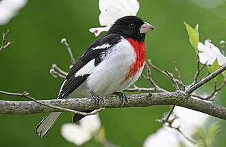 Rose breasted Grosbeak