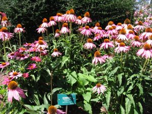 Rudbeckia_purpurea