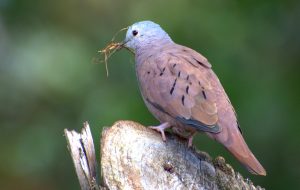 Ruddy Ground Dove_Columbina talpacoti