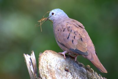 Ruddy Ground Dove_Columbina talpacoti