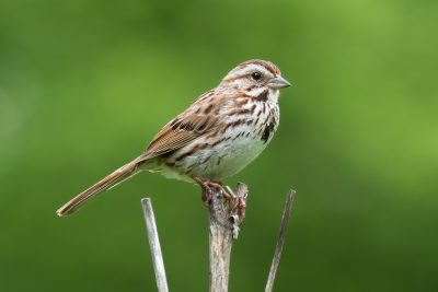Song Sparrow
