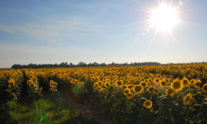 Sunflower field by Sunset