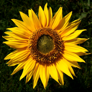 Sunflower_Helianthus