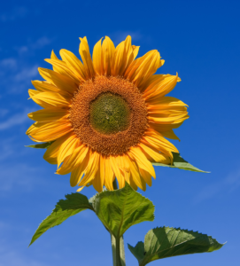 Sunflower with sky backdrop