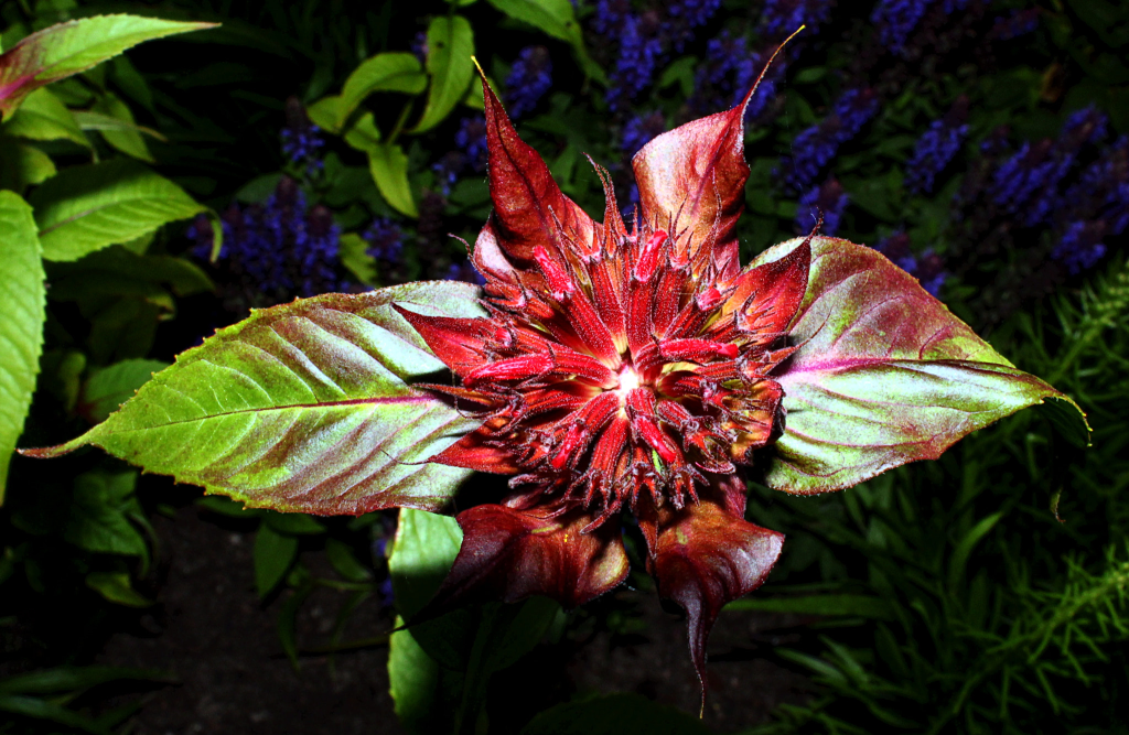The Blooming Crimson Bee Balm