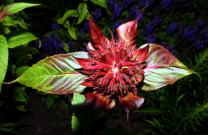 The Blooming Crimson Bee Balm