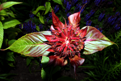 The Blooming Crimson Bee Balm