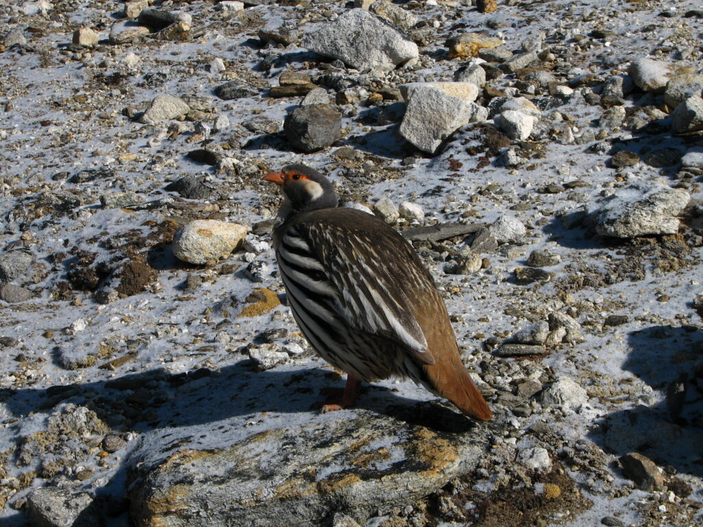 Tibetan Snowcock
