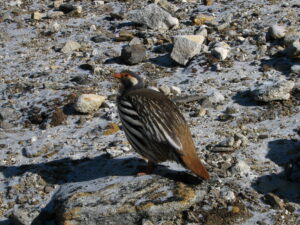 Tibetan Snowcock