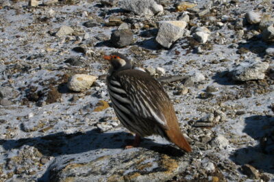 Tibetan Snowcock