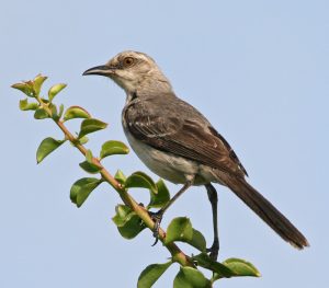 Tropical Mockingbird