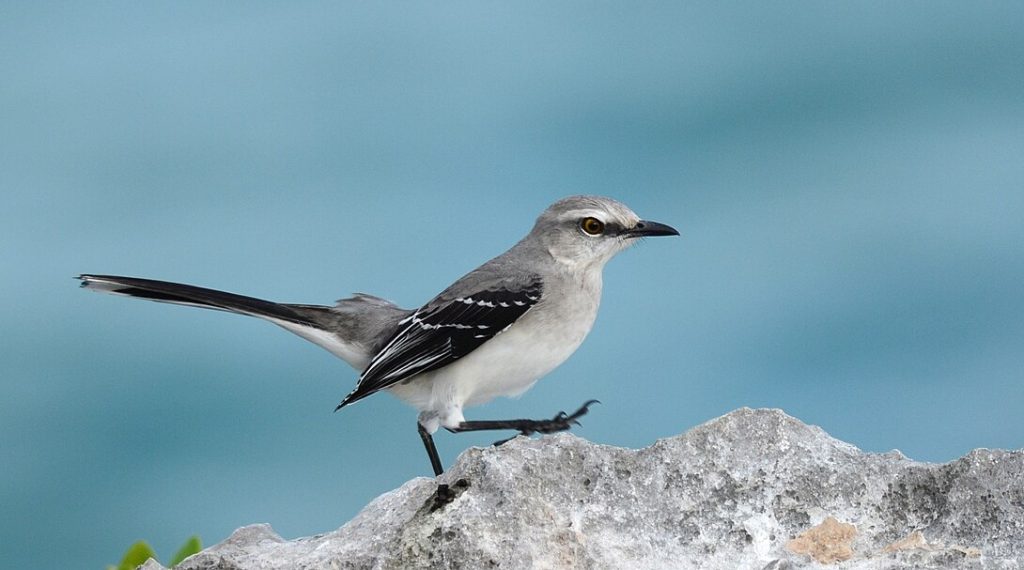 Tropical Mockingbird_Mimus gilvus