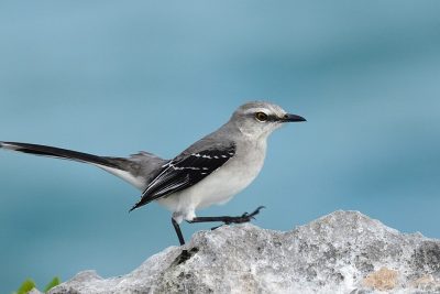 Tropical Mockingbird_Mimus gilvus