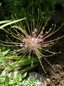 Tumbleweed Onion