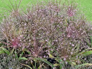 Tumbleweed Onion_Allium schubertii