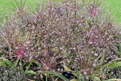 Tumbleweed Onion_Allium schubertii