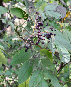 Wild American Elderberry