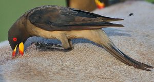 Yellow-billed_Oxpecker_(Buphagus_africanus)