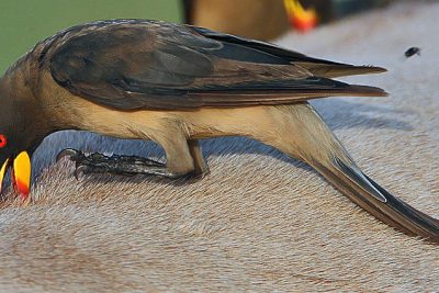 Yellow-billed_Oxpecker_(Buphagus_africanus)