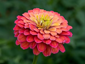 Common Zinnia