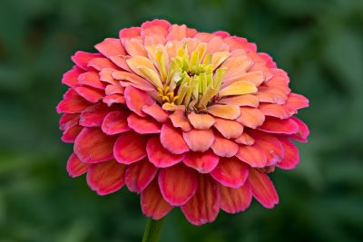 Common Zinnia